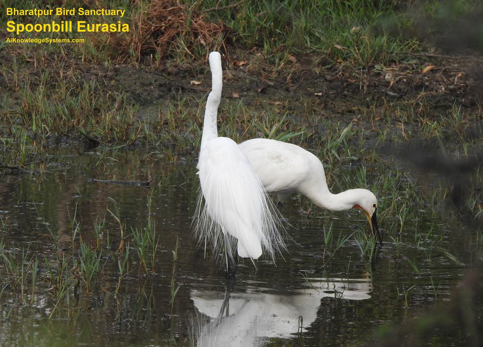 Spoonbill Eurasian (9) Coming Soon